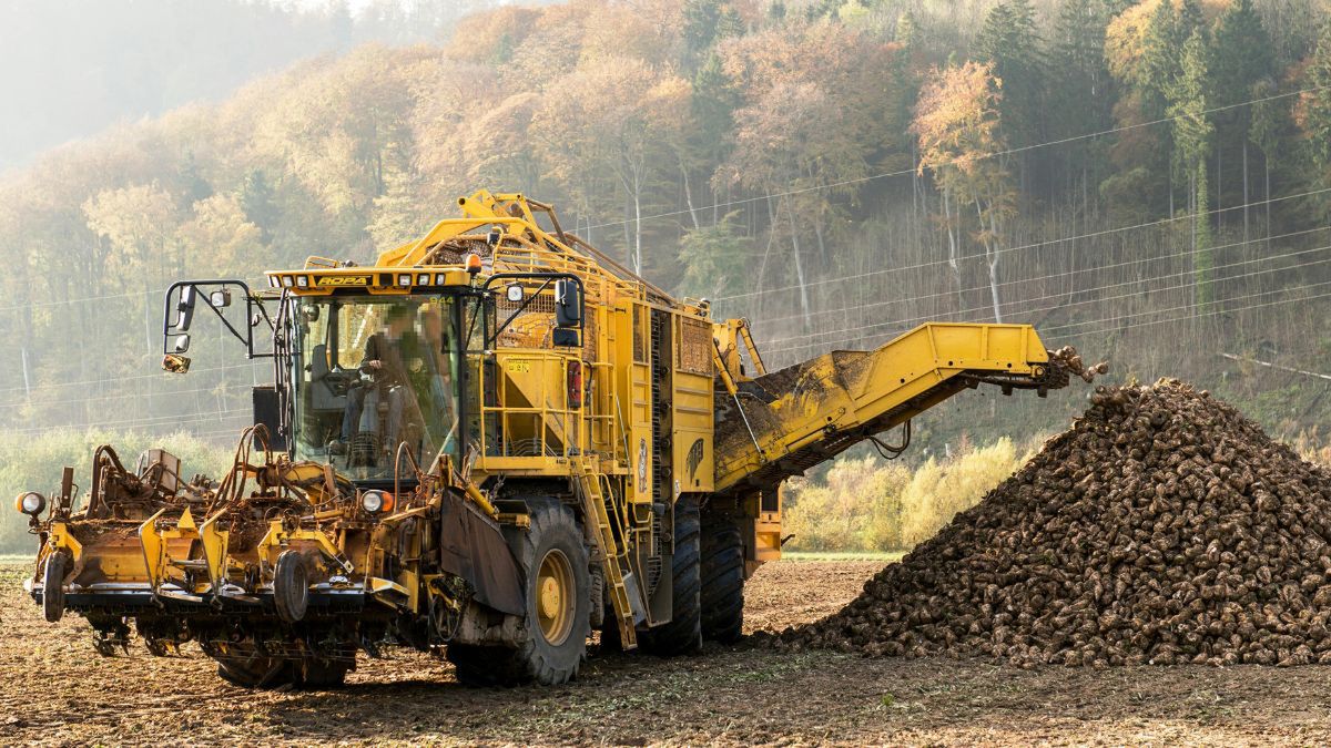 Cukrownie tną ceny buraków i kontraktacje