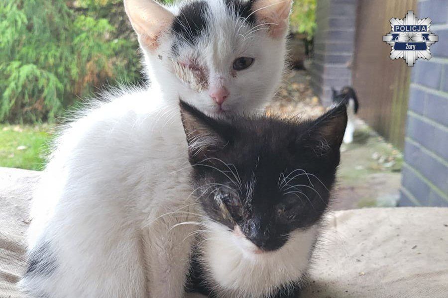 Żory: Zaniedbane koty uratowane przez policję i wolontariuszy