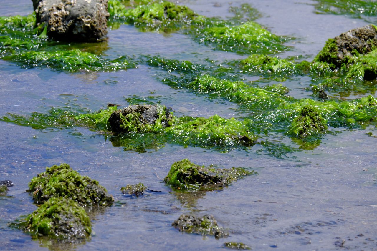 Pojawiły się na plażach. Jedne z najgroźniejszych gatunków inwazyjnych
