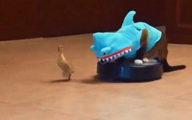 WTF dnia: kot przebrany za rekina goni na roombie kaczkę [wideo]
