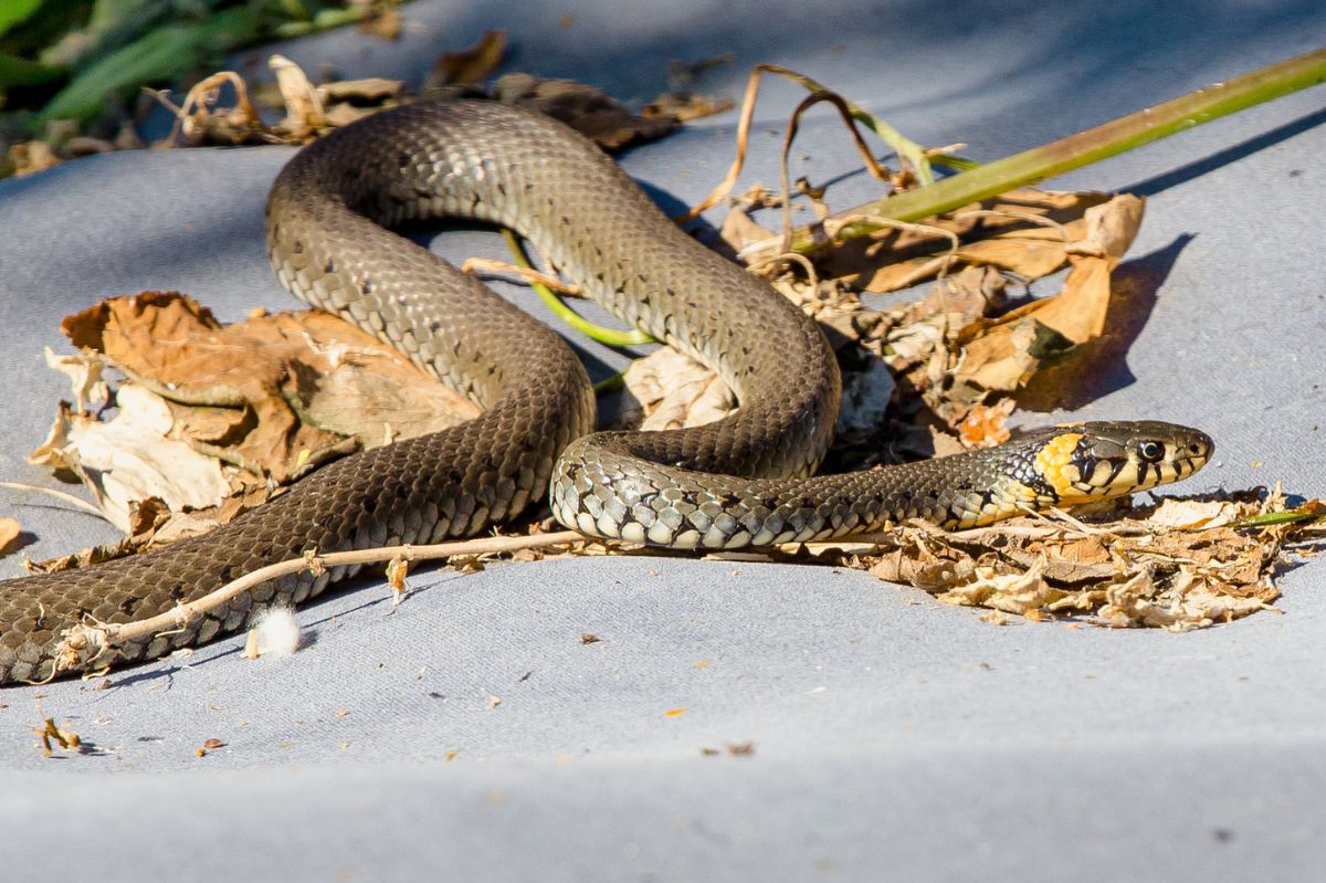 Zaskroniec zwyczajny to jeden z najpopularniejszych węży w Polsce