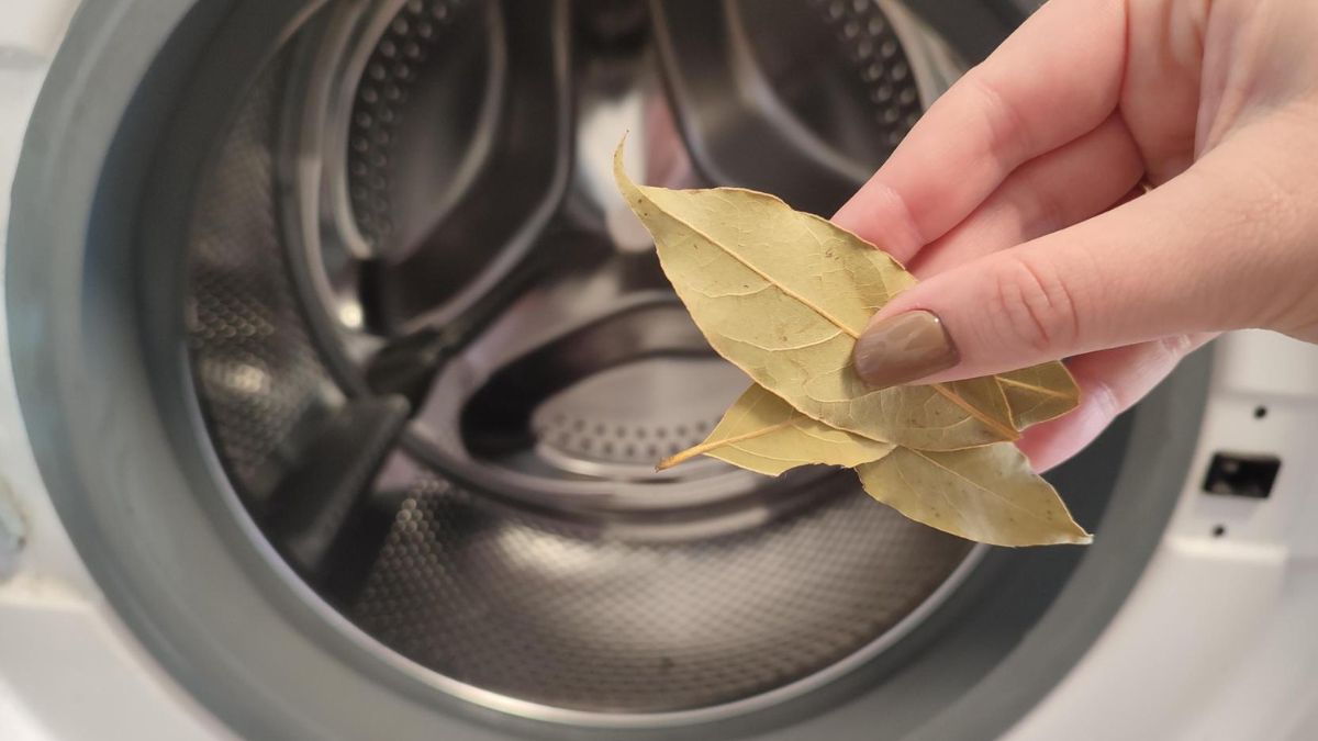 Moja żona dodaje do prania liść laurowy. Ma w tym spryty cel!