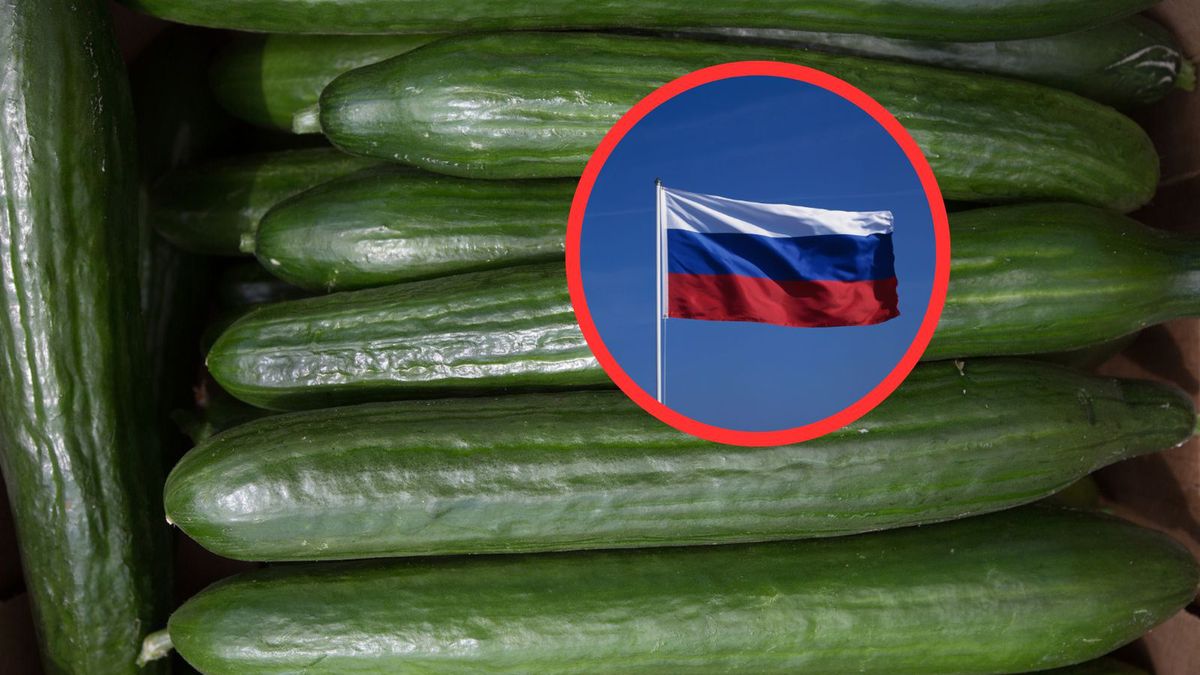 Rosyjskie ogórki w Polsce. Ogrodnicy reagują