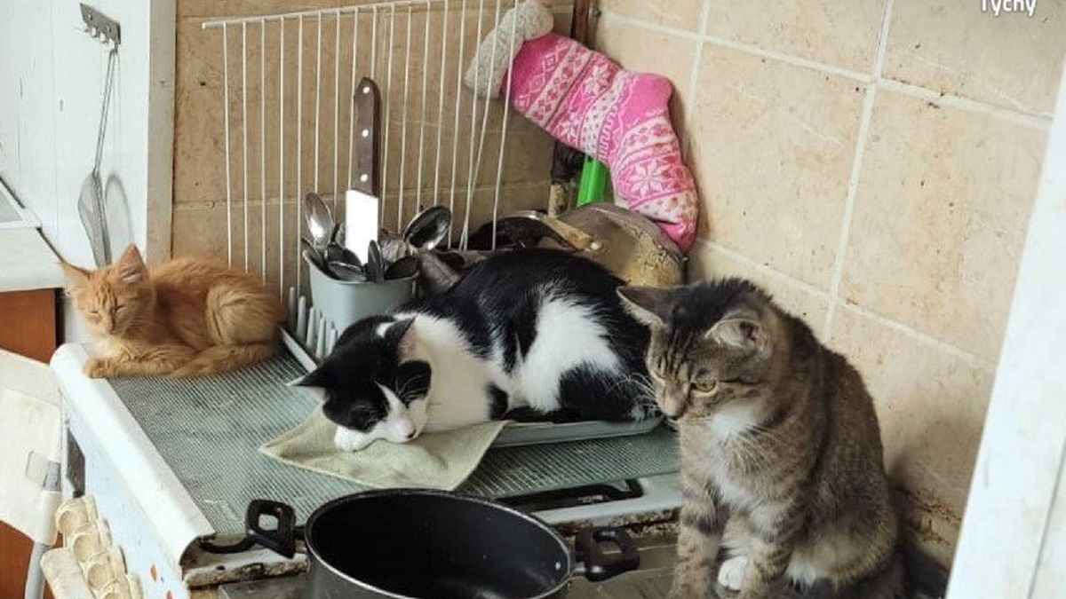 Policja odebrała małżeństwu zwierzęta.