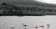 Galapagos. Leonardo DiCaprio przekaże miliony na ratowanie przyrody