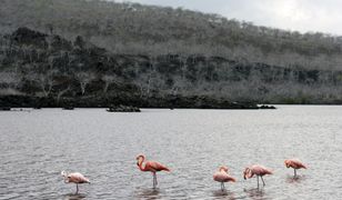 Galapagos. Leonardo DiCaprio przekaże miliony na ratowanie przyrody