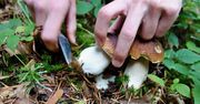 Zakazane na grzybobraniu. Kto zignoruje przepis, ten pożałuje