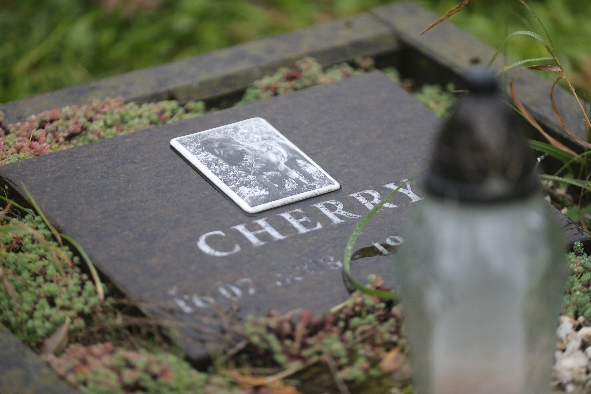 Bytomski cmentarz dla zwierząt to jedyne takie miejsce w regionie