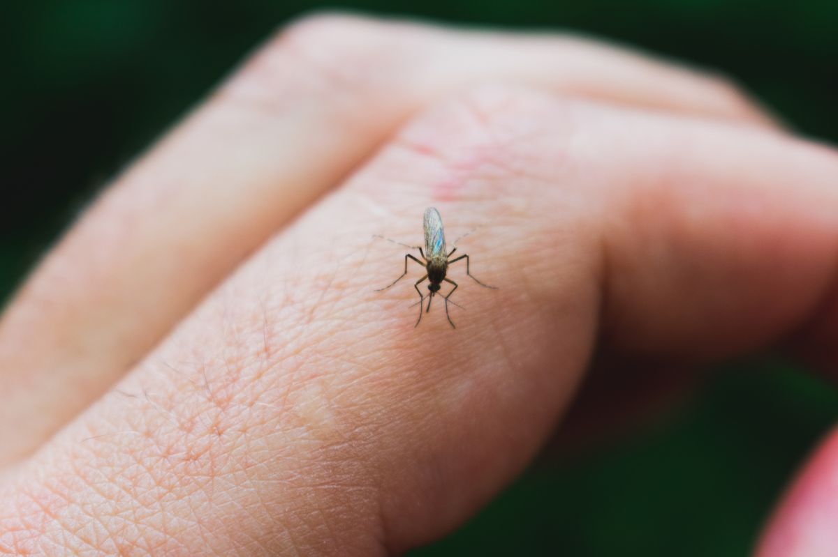 Mosquitoes love beer: Summer sippers beware