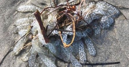 Tajemnicze stworzenie na plaży. Zoolodzy z USA rozwiązali zagadkę jego pochodzenia