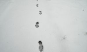 Zdradziły ich ślady na śniegu. Podejrzani w rękach policji