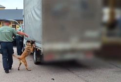 Odkrycie podczas kontroli. Psi nos pogrążył kierowcę