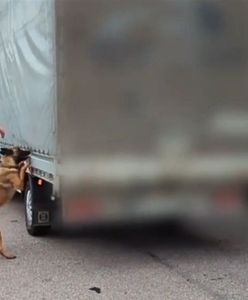 Odkrycie podczas kontroli. Psi nos pogrążył kierowcę