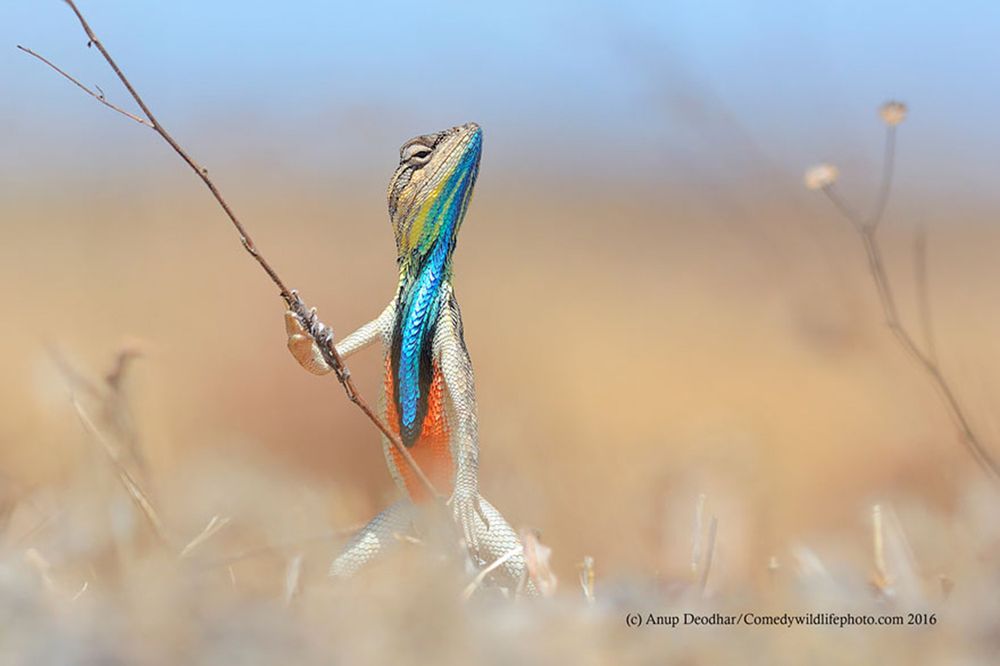 Najzabawniejsze zwierzaki konkursu Comedy Wildlife Photography Awards 2016 5