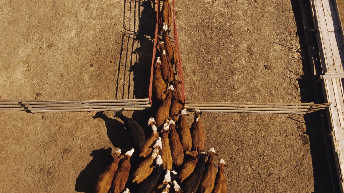 Jałówki uciekły z zagrody