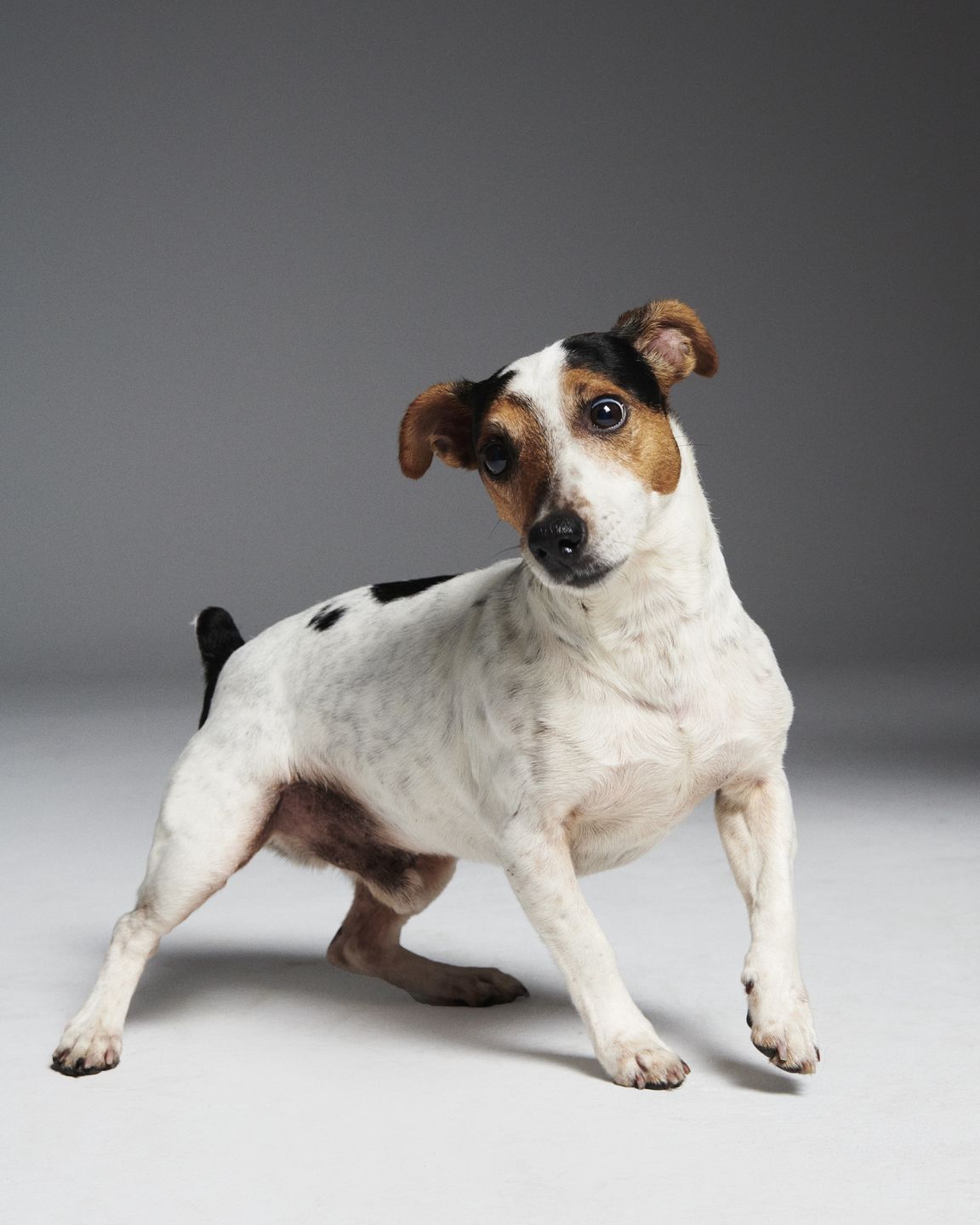 #AdoptujŚwiadomie: Szukamy domu dla pełnego energii Enej