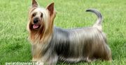 Australian Silky Terrier – jedwabisty terier pełen energii