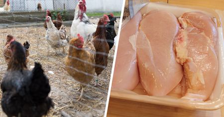 Kurczaki w Polsce były karmione olejami do produkcji smarów. Skala przeraża