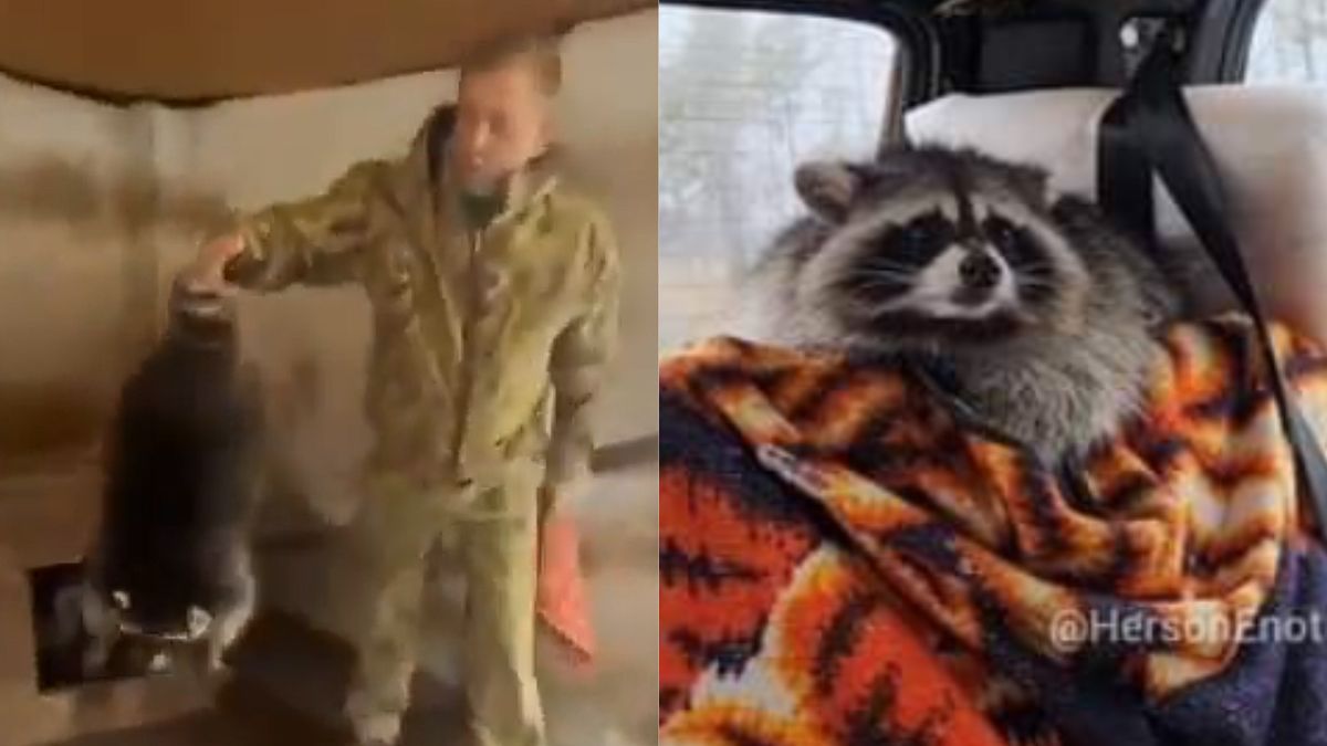 Szop z Chersonia ponownie skradziony?