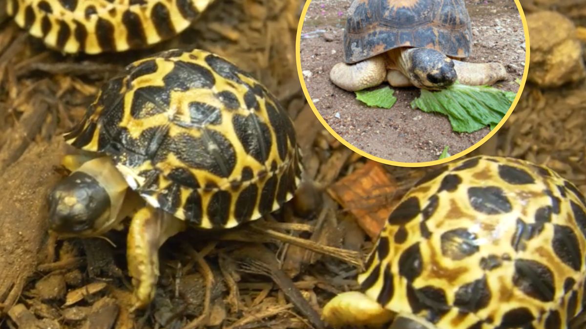 Dumny pan Korniszon został tatą w wieku 90 lat!
