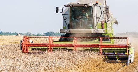 Rolnicy mają poważny problem. Takich cen pszenicy nie było od 20 lat