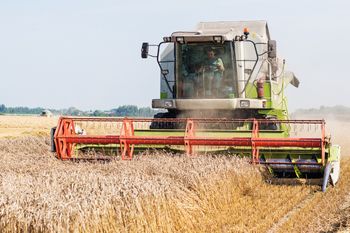 Rolnicy mają poważny problem. Takich cen pszenicy nie było od 20 lat