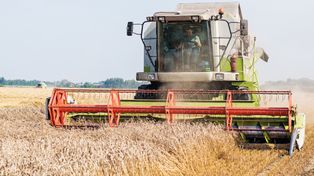 Rolnicy mają poważny problem. Takich cen pszenicy nie było od 20 lat