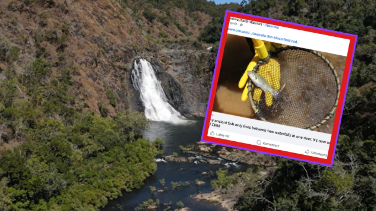 Niezwykła ryba w rzece Bloomfield w Australii