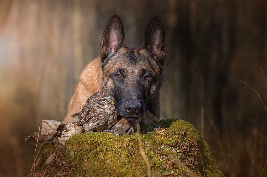 Tanja Brandt pochodzi z Nieniec i profesjonalnie zajmuje się głównie fotografią zwierząt i tworzeniem kolaży. Zachęcamy do odwiedzenia jej strony www.ingoundelse.de poświęconej owczarkowi niemieckiemu Ingo, gdzie jest więcej zdjęć z innymi zwierzęcymi przyjaciółmi jak np. drapieżne ptaki, czy inne psy.