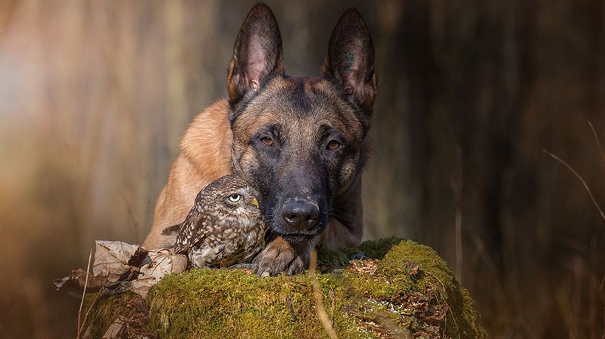 Jak pies z sową. Urocze zdjęcia Tanji Brandt 1