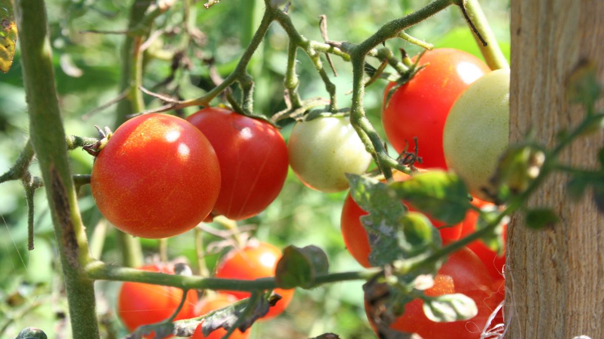 Czego nie sadzić obok pomidorów?
