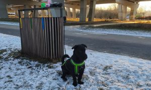 Szok. Pies przywiązany do kosza! Na zewnątrz 10 stopni mrozu