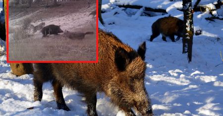 Walka wilków z dzikiem. Nagrał to w Polsce