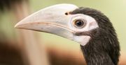 Wrocław. Światowa sensacja w zoo. Dzioborożce palawańskie tylko tu chcą się rozmnażać