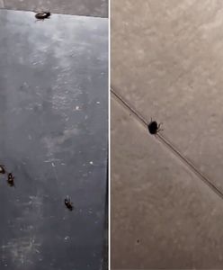 Inwazja owadów w Lublinie. Nagrał, co dzieje się na tarasie
