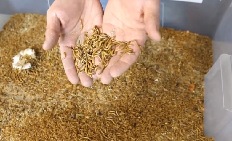 Dlaczego powinniśmy jeść owady? (WIDEO)