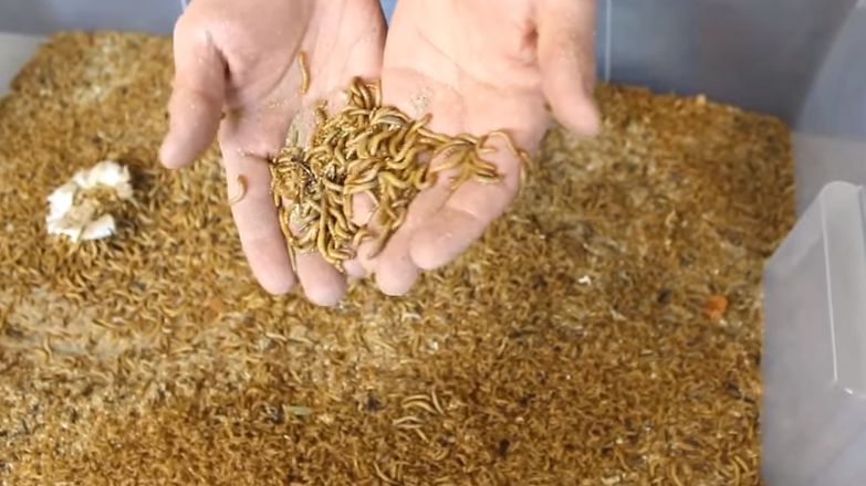 Owady jadalne powinny znaleźć się w diecie człowieka 