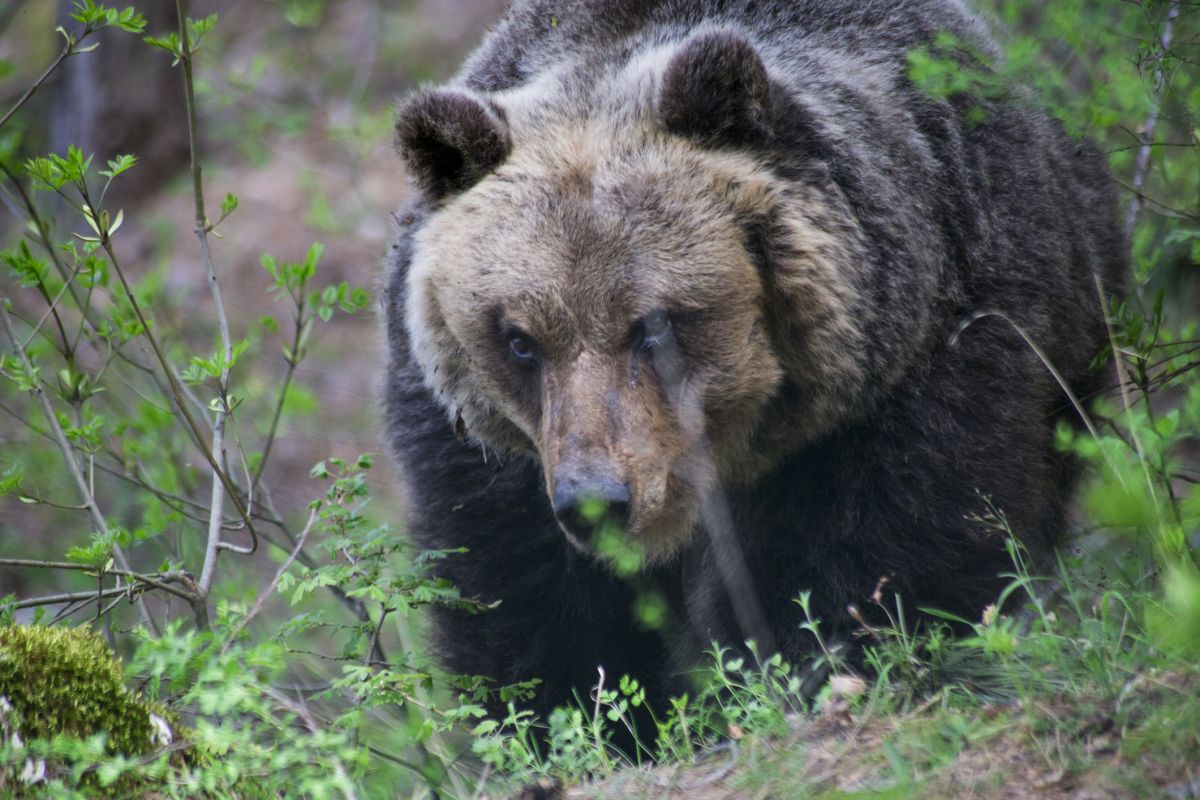Niedźwiedź rozszarpał 52 kury. Objadł się i utknął w klatce dla drobiu