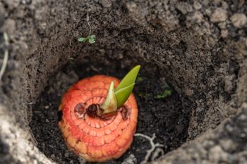 Najlepszy termin na sadzenie mieczyków. Pilnuj tej daty