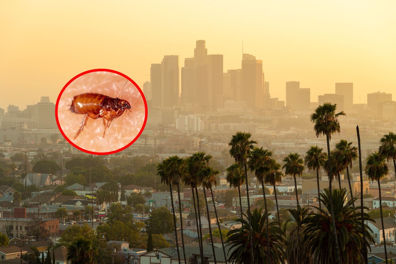 Alarm w Los Angeles. Rośnie liczba zakażeń chorobą przenoszoną przez pchły
