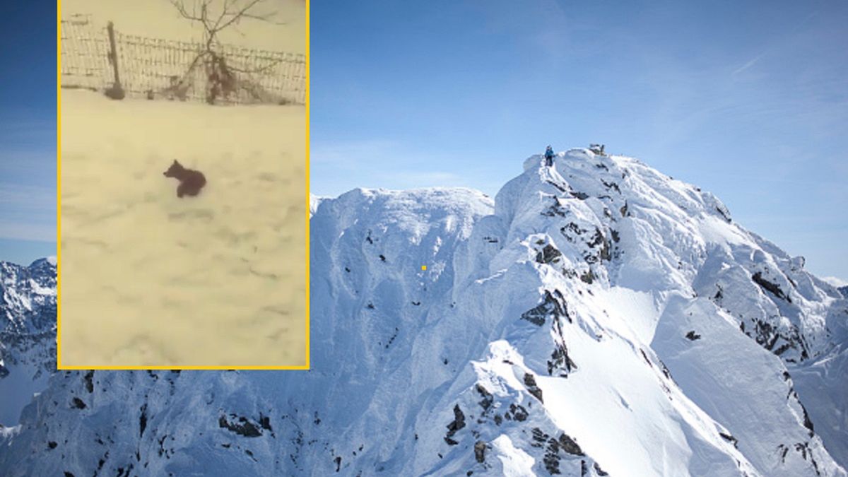 Zagubiony niedźwiadek w Tatrach 