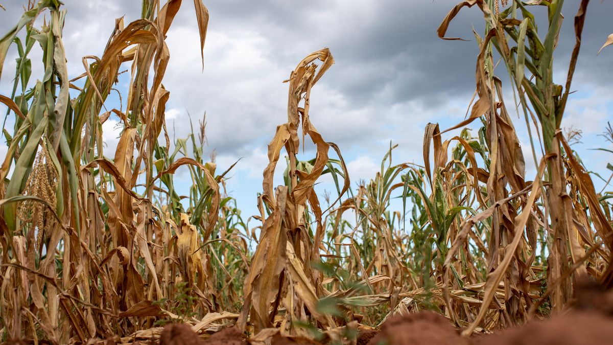 A field of failed corn crops due to drought at a farm in Glendale, Zimbabwe, on Monday, March 11, 2024. A swathe of southern Africa about the size of France suffered the driest February in decades, killing crops and precipitating a power shortage that threatens to hit copper mines in a key producing region. Photographer: Cynthia R Matonhodze/Bloomberg via Getty Images