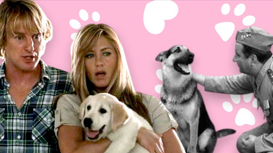 Czy wiesz, z jakich produkcji są te psy (QUIZ)