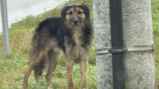 Włocławek: Pies, który przepłynął Wisłę, żyje. Nowe informacje od TOZ