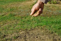 Unikaj siania trawy w lutym. Jest znacznie lepszy termin