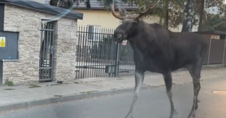 Nagrali go rano. Taki widok na warszawskim Ursynowie