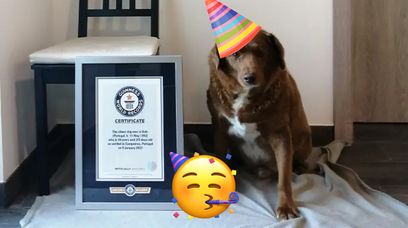 Najstarszy pies na świecie hucznie obchodził urodziny
