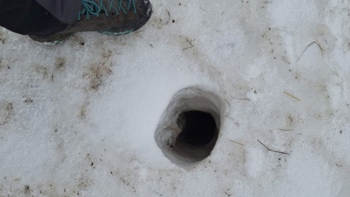 Leśnicy pokazali nory świstaków