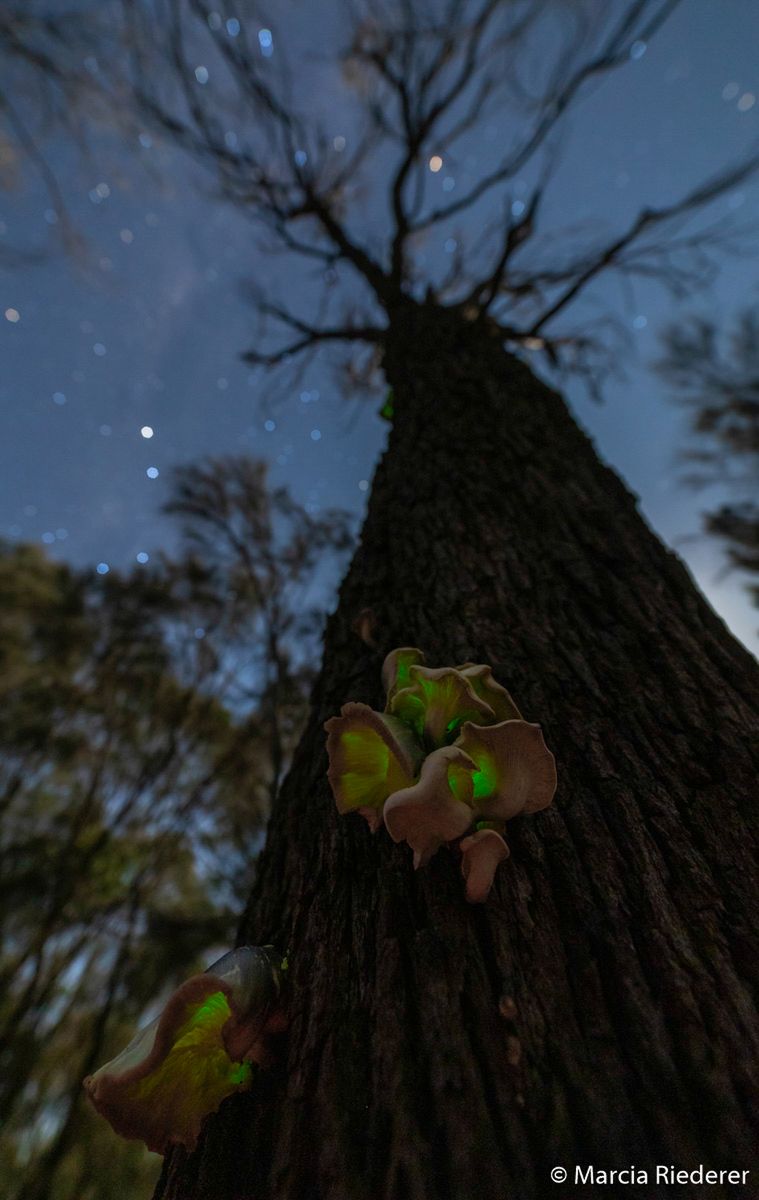Znamy zwycięzców Australian Geographic Nature Photographer of the Year 2019 4