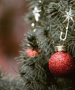 Co zrobić z choinką po świętach? Zasady recyklingu żywego drzewka są określone